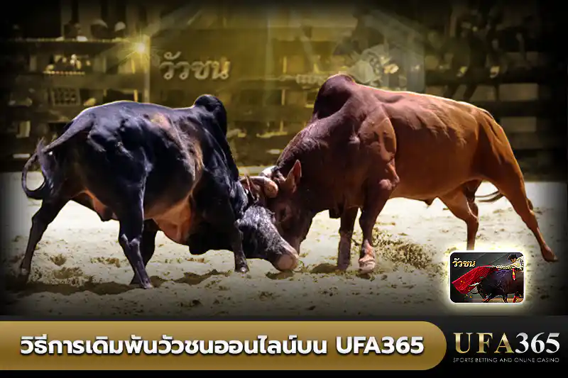 วิธีการเดิมพันวัวชนออนไลน์
