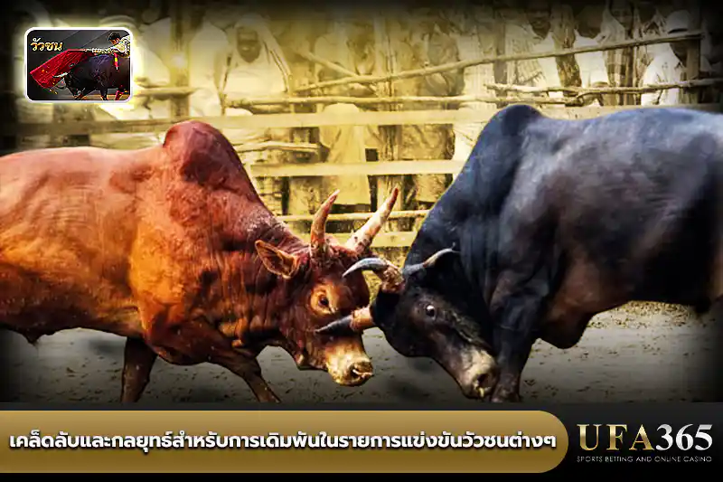เคล็ดลับและกลยุทธ์สำหรับการเดิมพันแข่งขันวัวชน