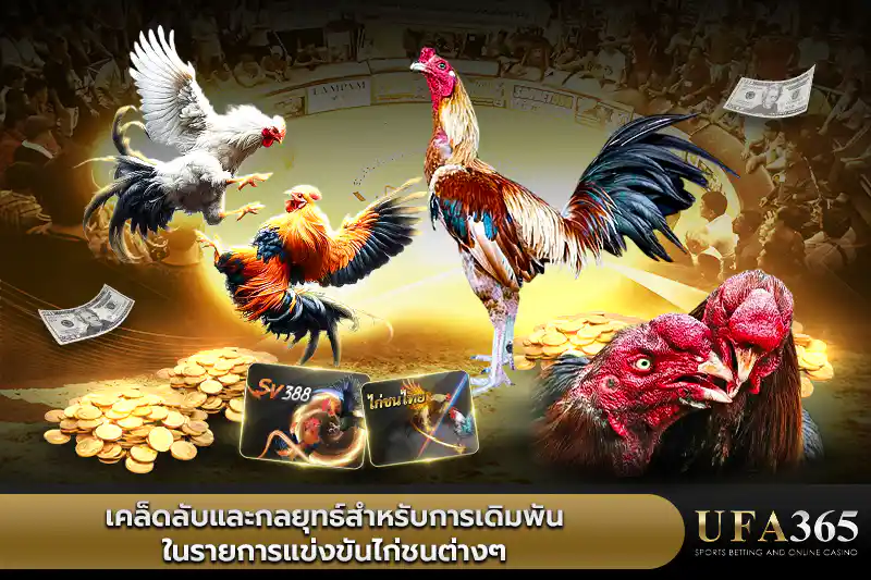 เคล็ดลับและกลยุทธ์สำหรับการเดิมพันแข่งขัน ไก่ชนออนไลน์